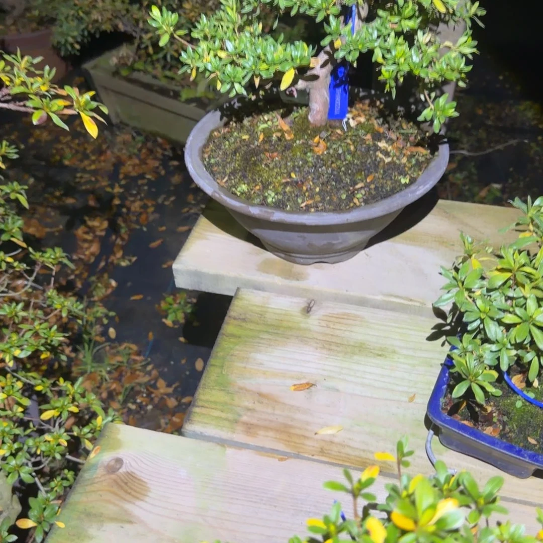 L***a无花朵65416541花