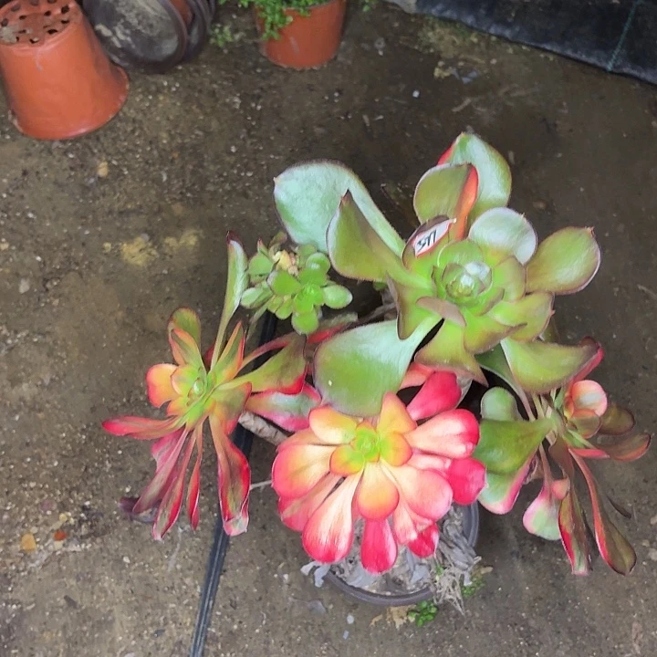 巫毒七彩有砍朵朵577多肉