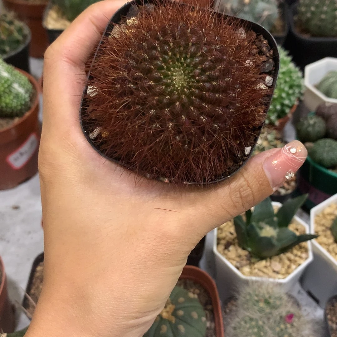 自根百丝巢仙人球