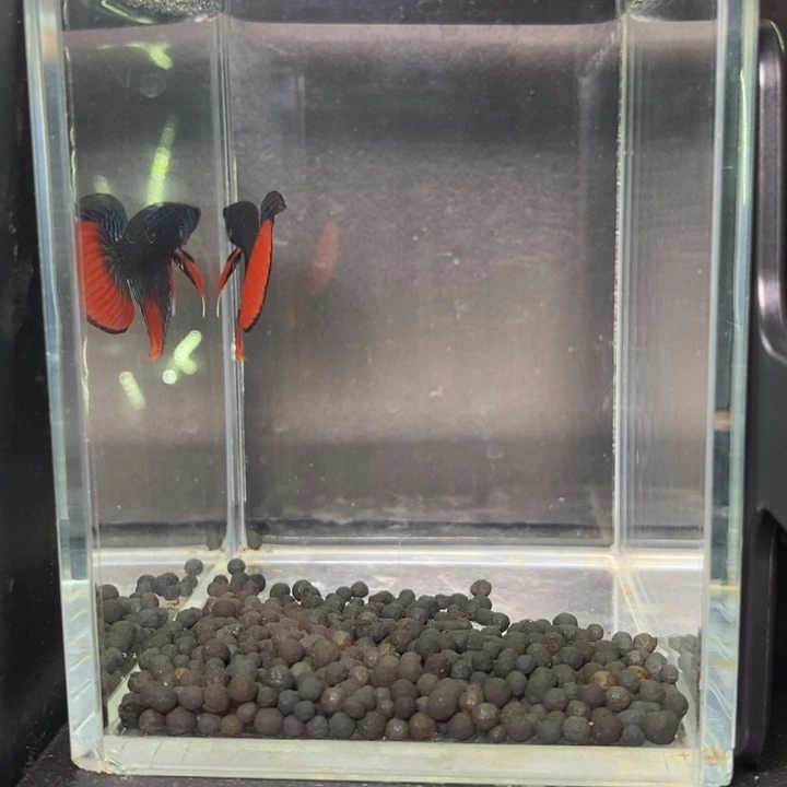 斗鱼泰国斗鱼484号