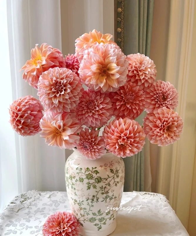 【新疆花之溪】（奶油桃子）大丽花 5枝（1枝不赔付）