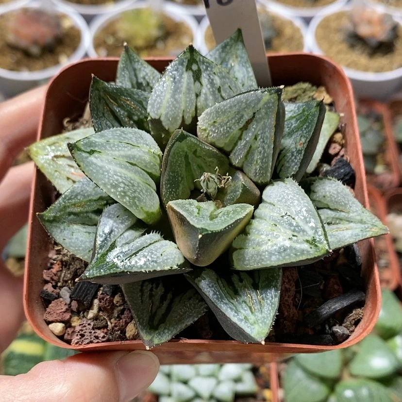 【闪购商品】180京之恋