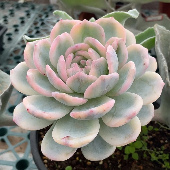 星影锦一物一拍锦龙