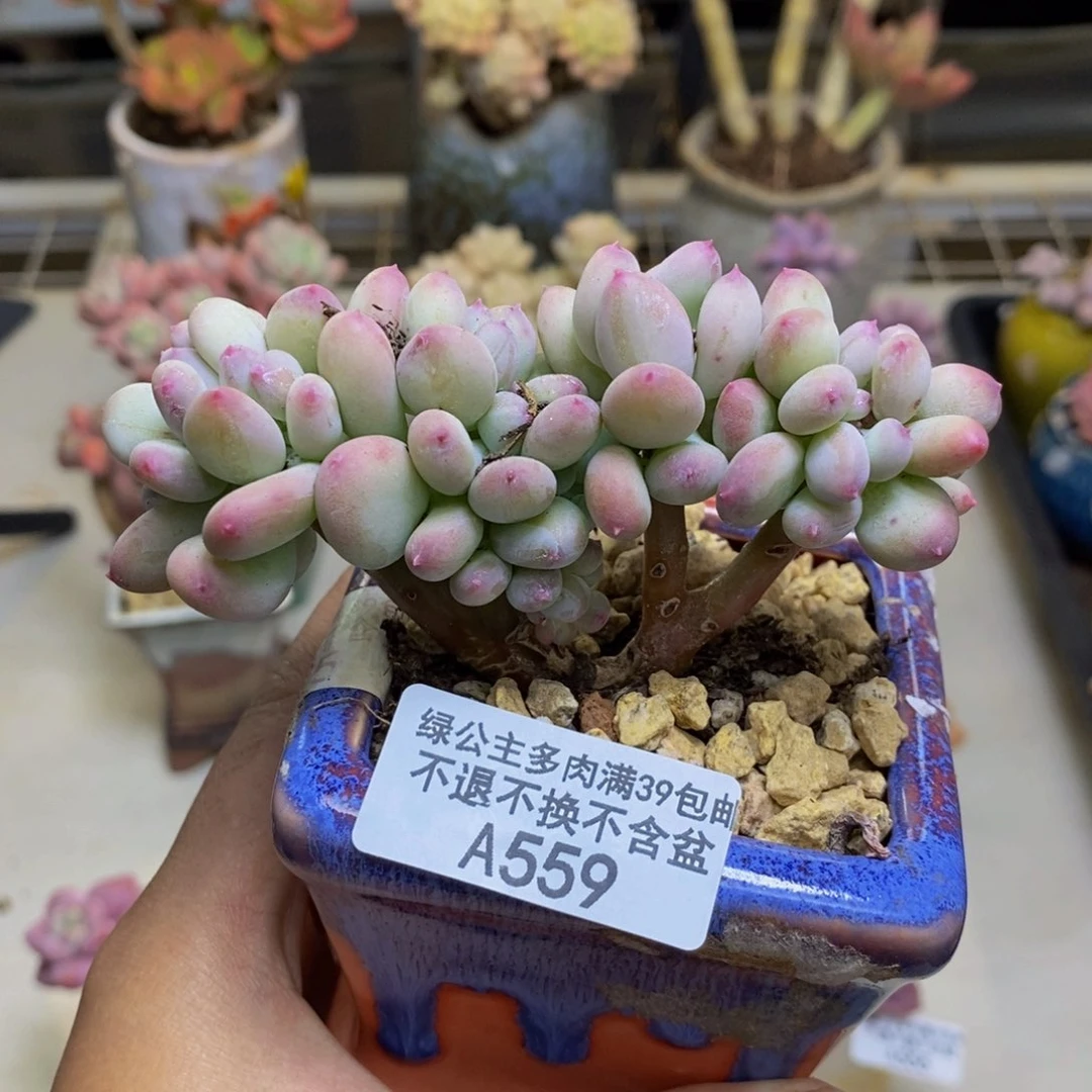 559苹果奶四代缀多肉7c m