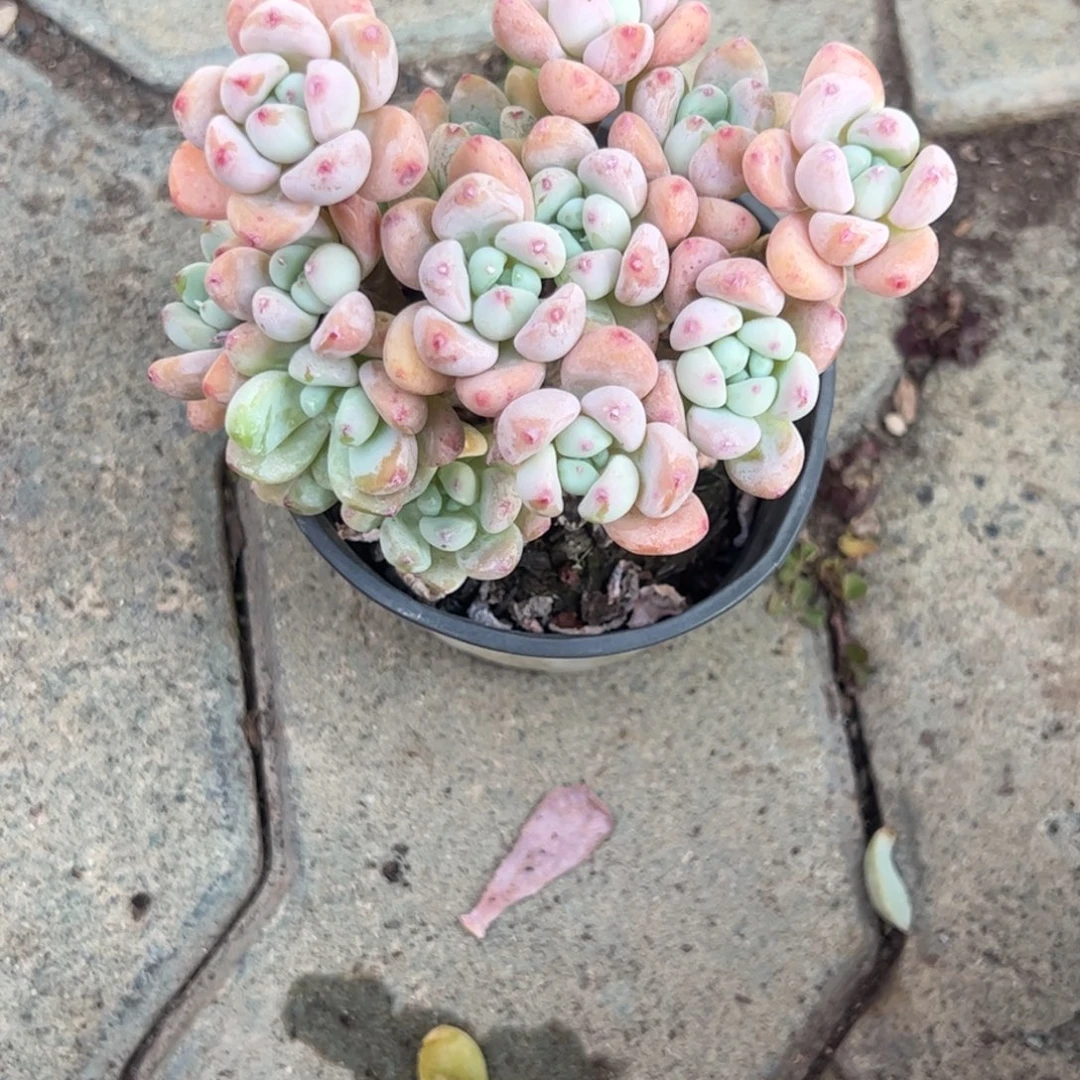 罗琦多肉植物精品