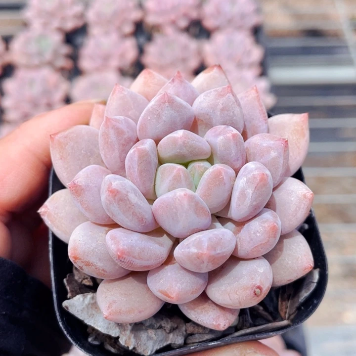 半夏111155555555588888