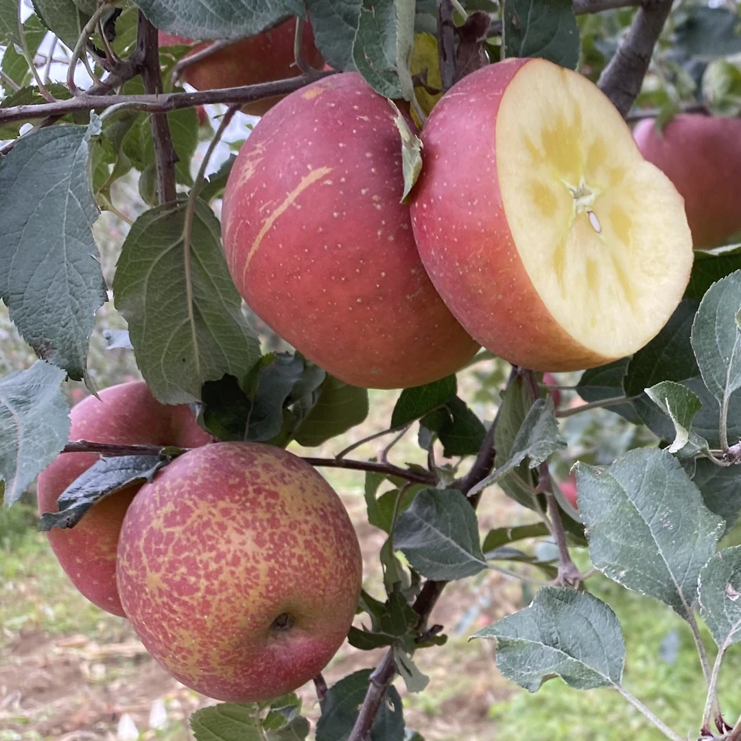 云南昭通脆甜冰糖心丑苹果新鲜现摘现发水果