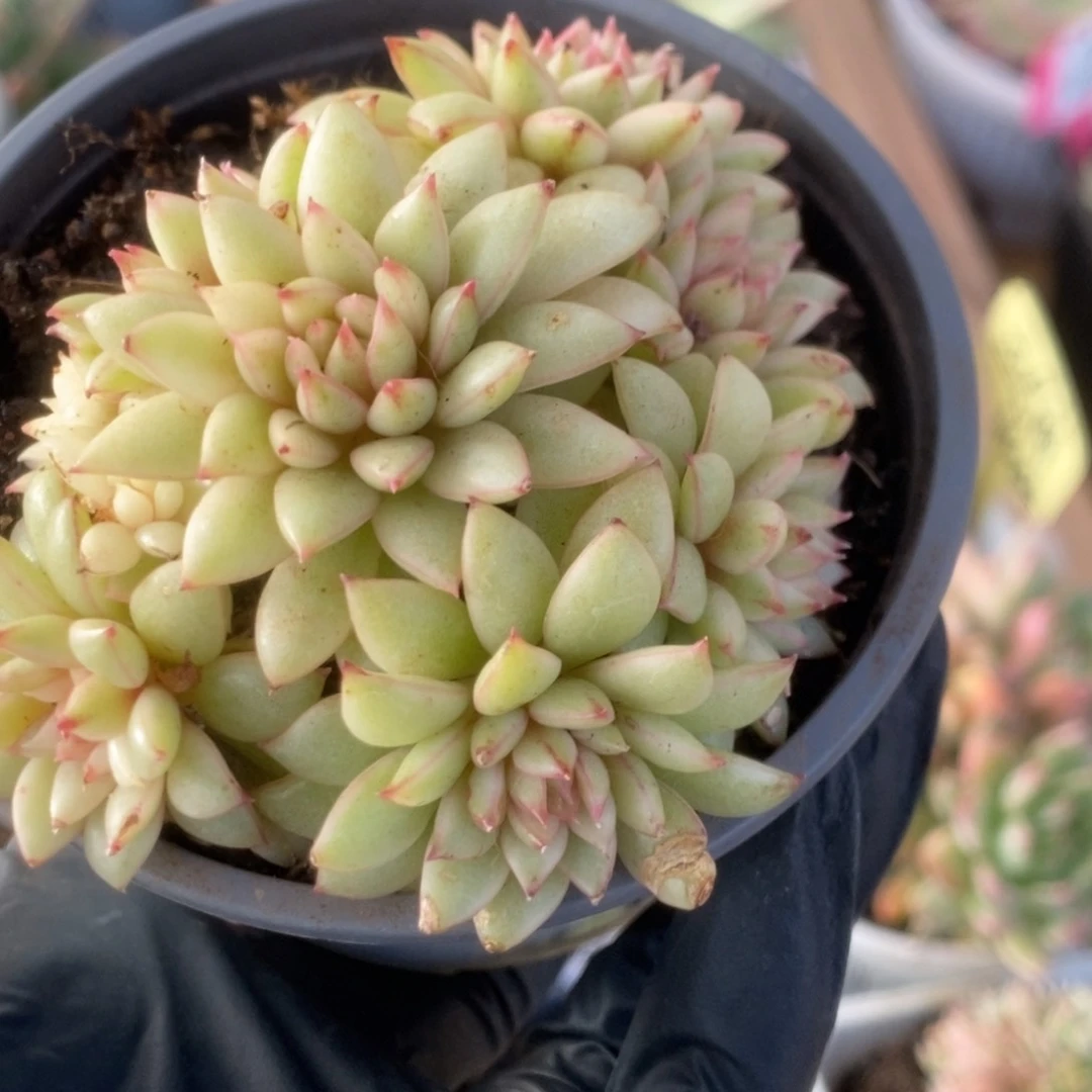 255黄金雨锦锦锦锦