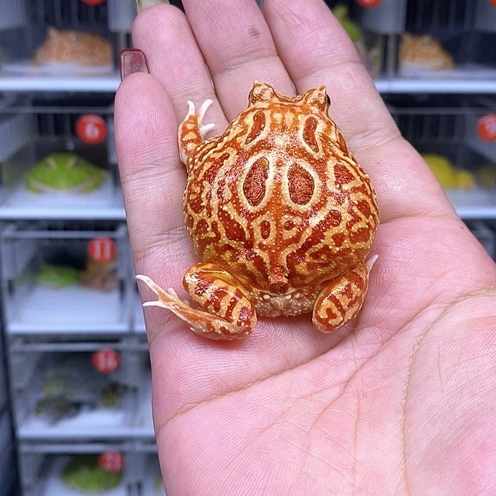 角蛙恭喜发财大吉大利