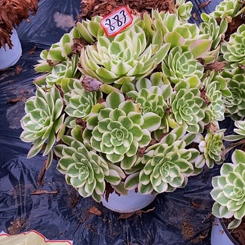 海王老桩捧花法师883号