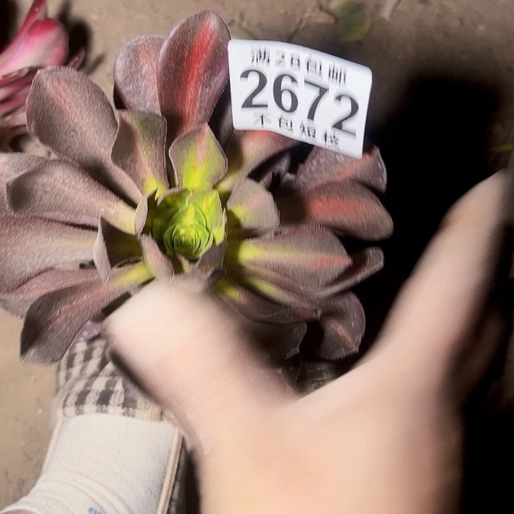 爱马仕中班2672 多肉植物多肉法师法师