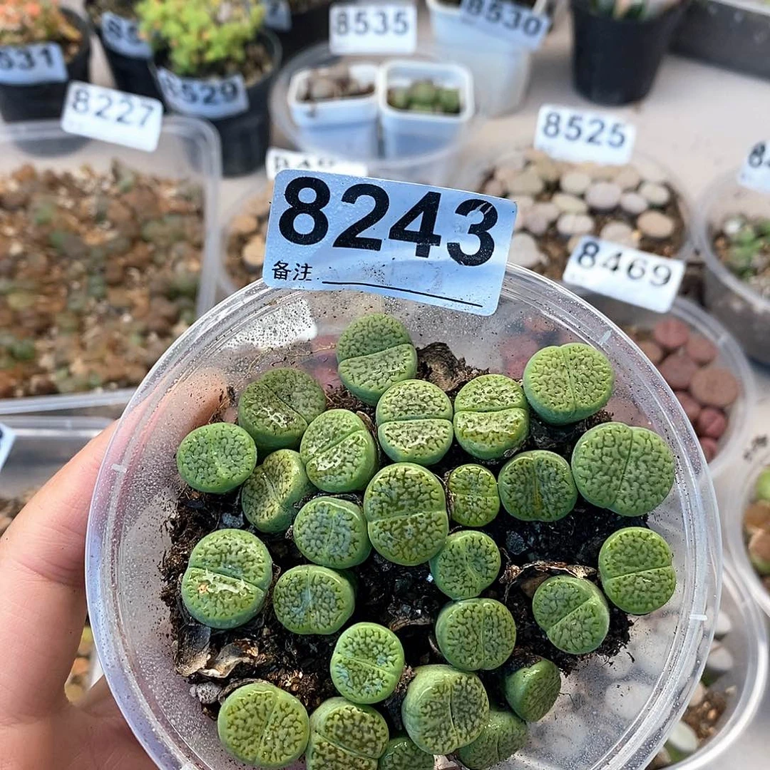8243绿富贵快快乐乐