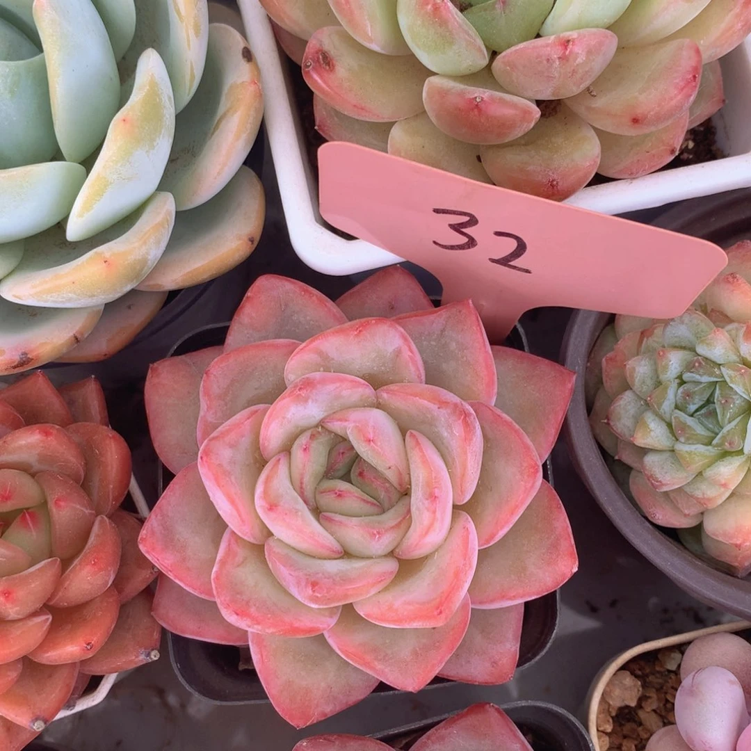 泡芙跌破血迹五6262627