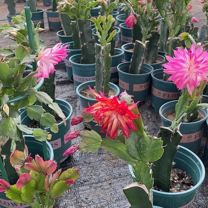 保温棉，不是花000000