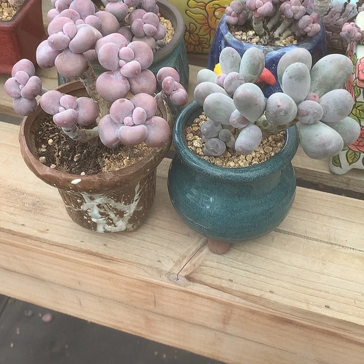 小***菇去璐璐璐璐装修蜗牛