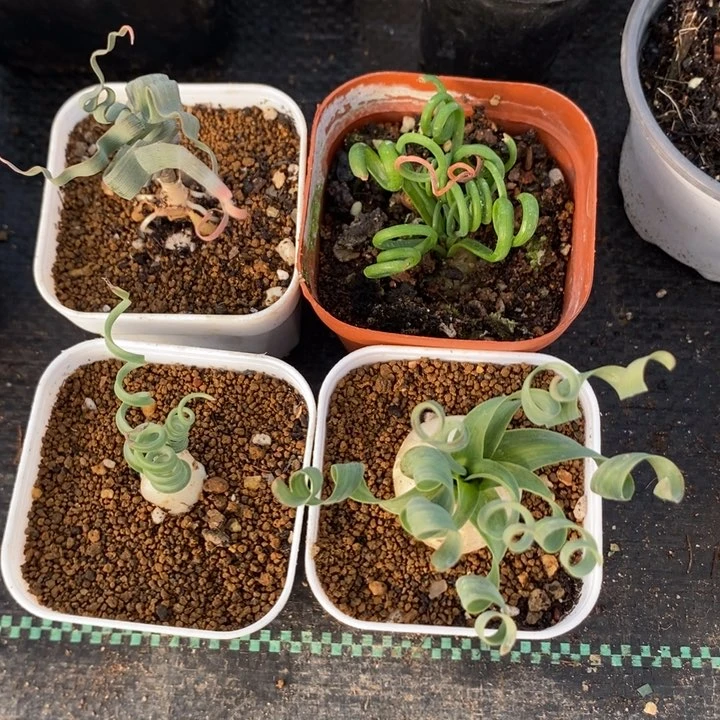 @*茜弹簧草组合，一物一拍