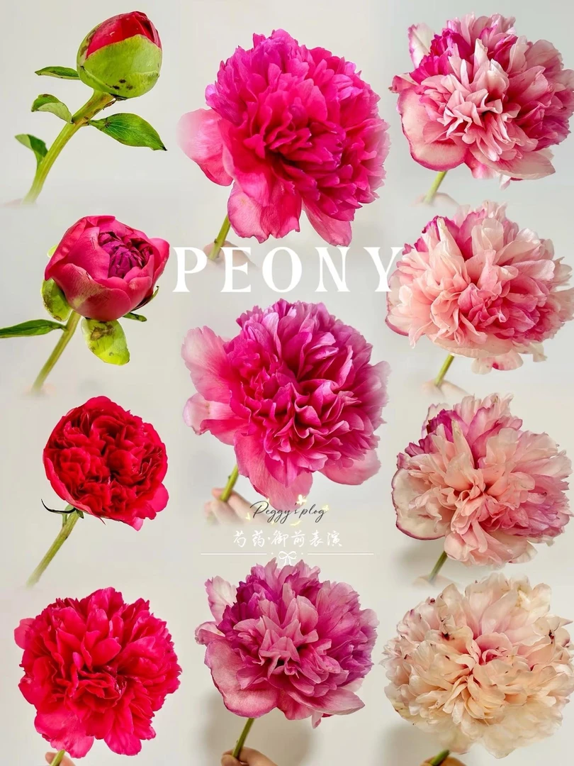 预售【御前表演】正宗芍药花苗 菏泽芍药盆栽地栽绿植 先发肥料