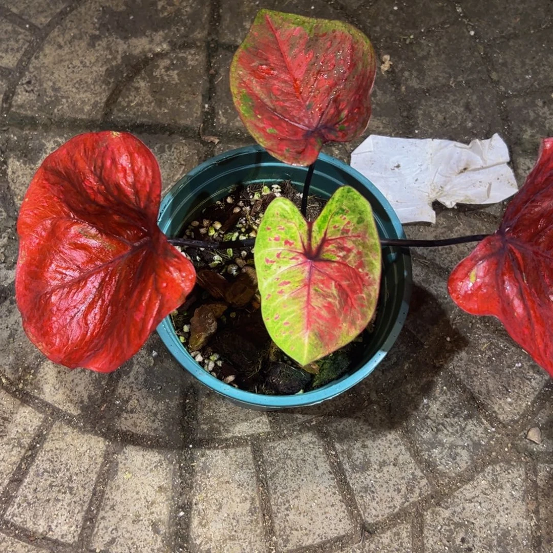 原***人完全开放5137泰彩