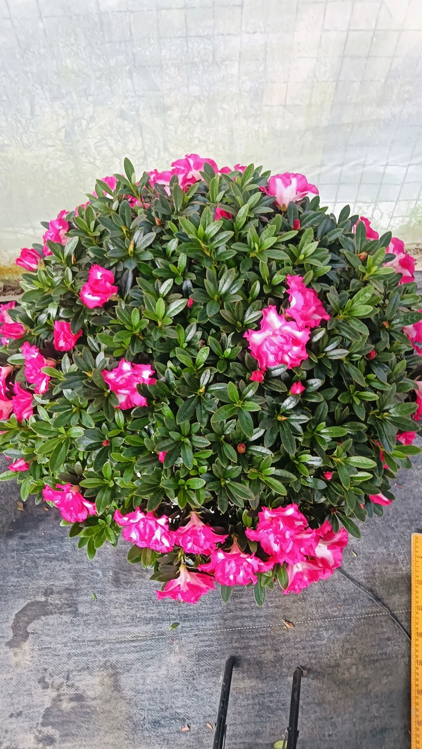 红西玛大冠幅原盆原土球发货