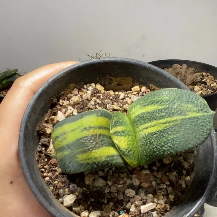 卧牛锦一颗仙人球