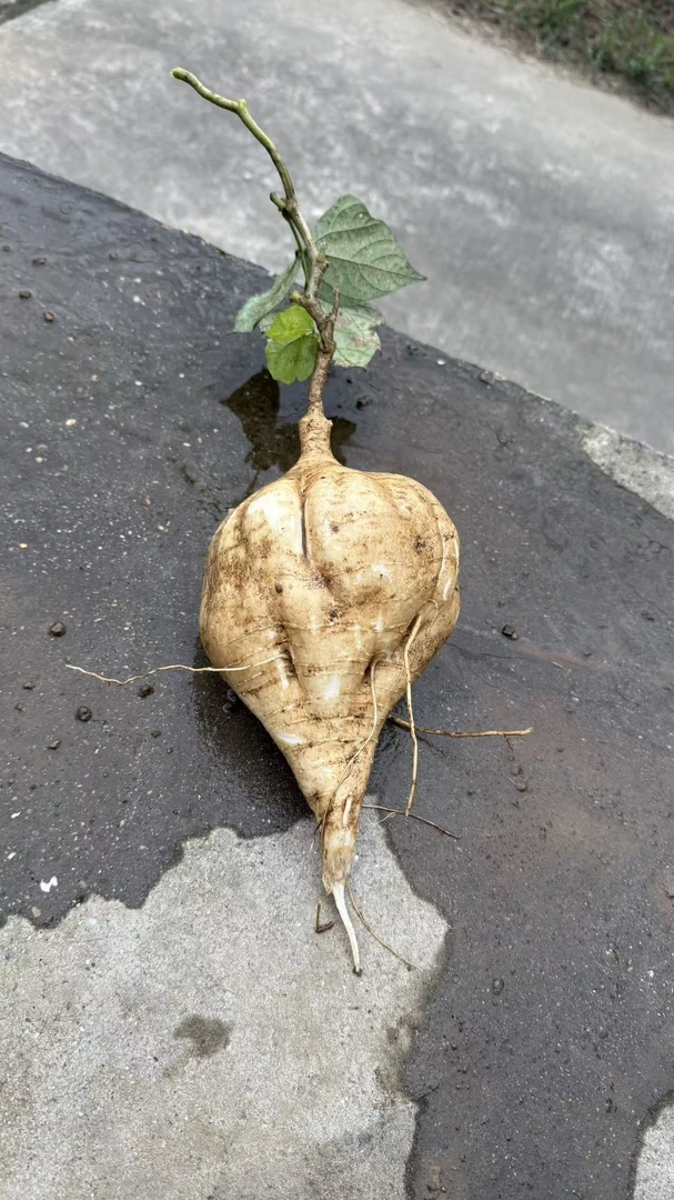 农家自家种植的绿色健康凉薯