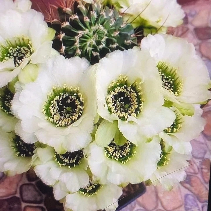 白花绿喉侧芽嫁接用