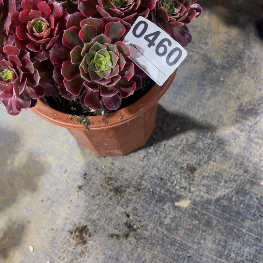 ༊****带盆发货0460带盆发货