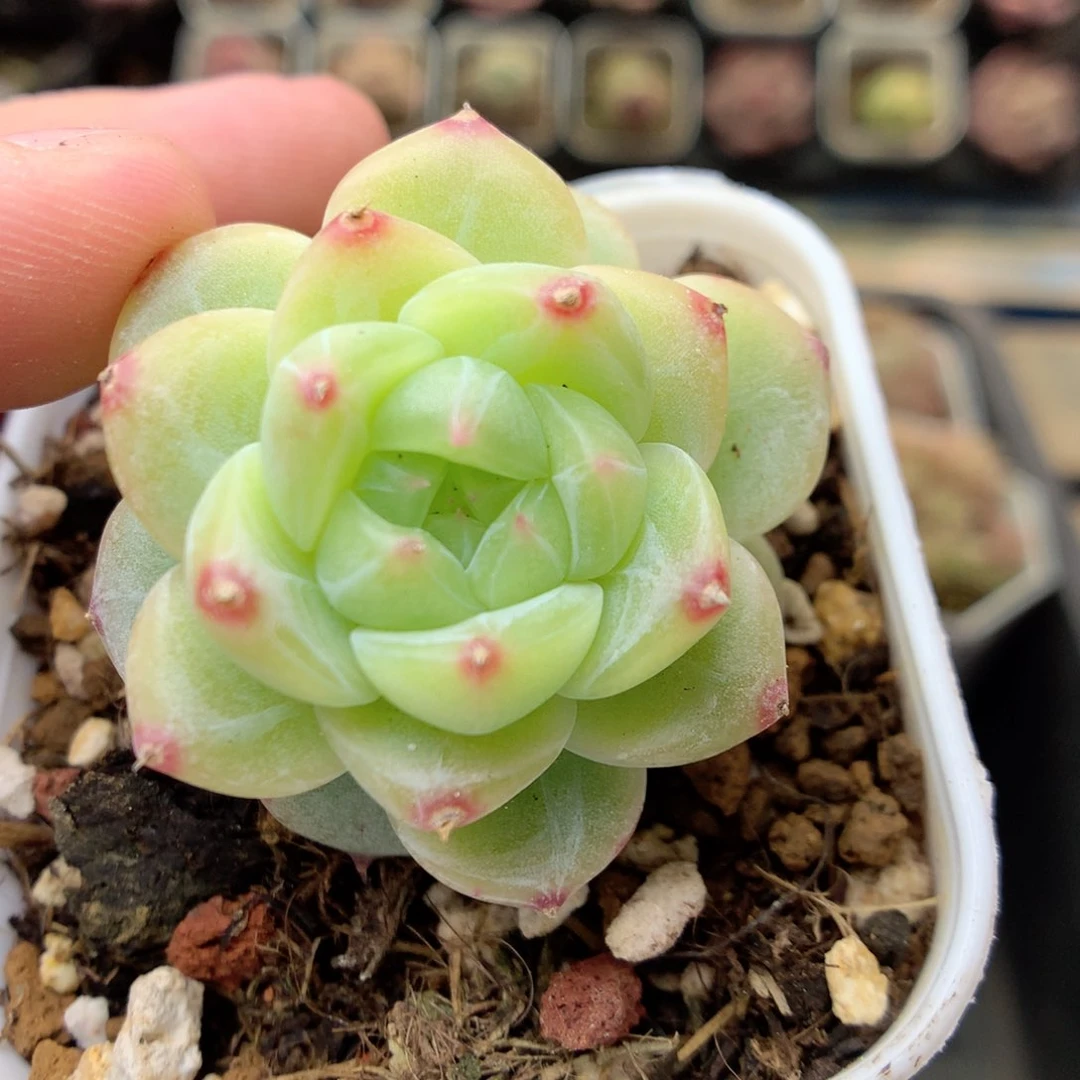 F164 ，20包邮两天凑单偏远不发货