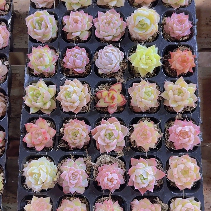 直播一物一拍多肉107