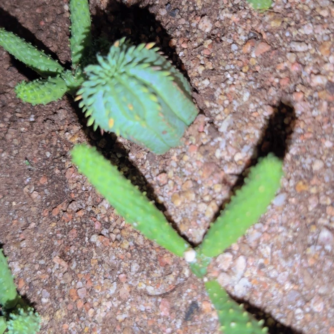 植***7块根植物块根植物