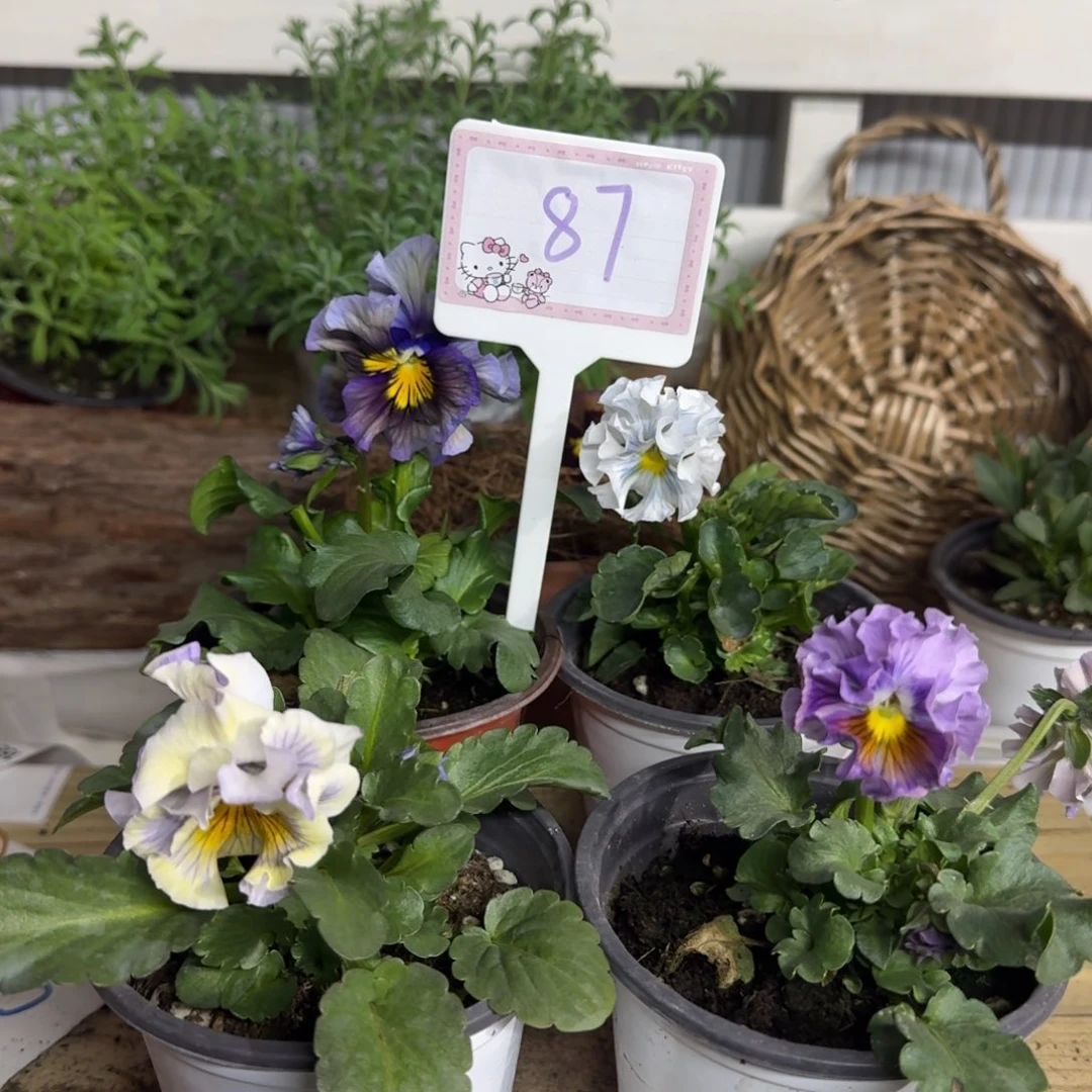 全部花朵1206  抖音87组4棵