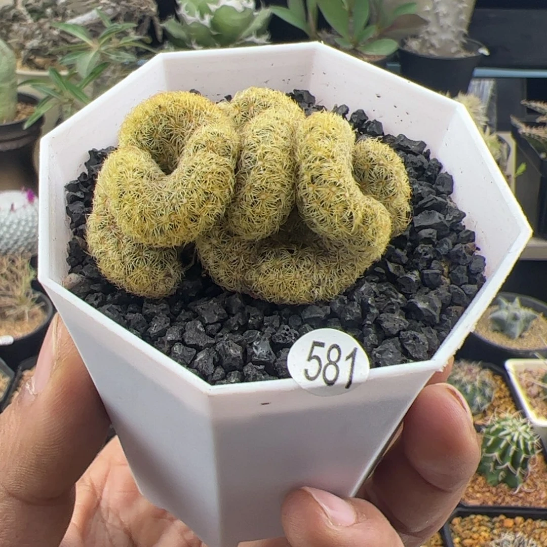 金纽缀化一物一拍581