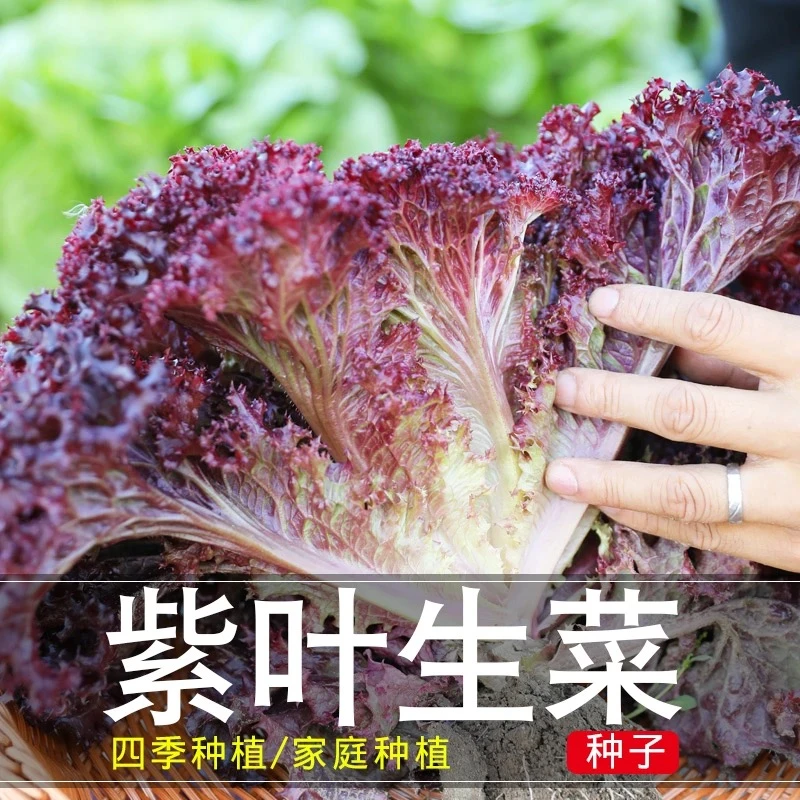 紫叶生菜种子罗莎红叶生菜沙拉即食蔬菜种籽阳台菜园四季播种易活