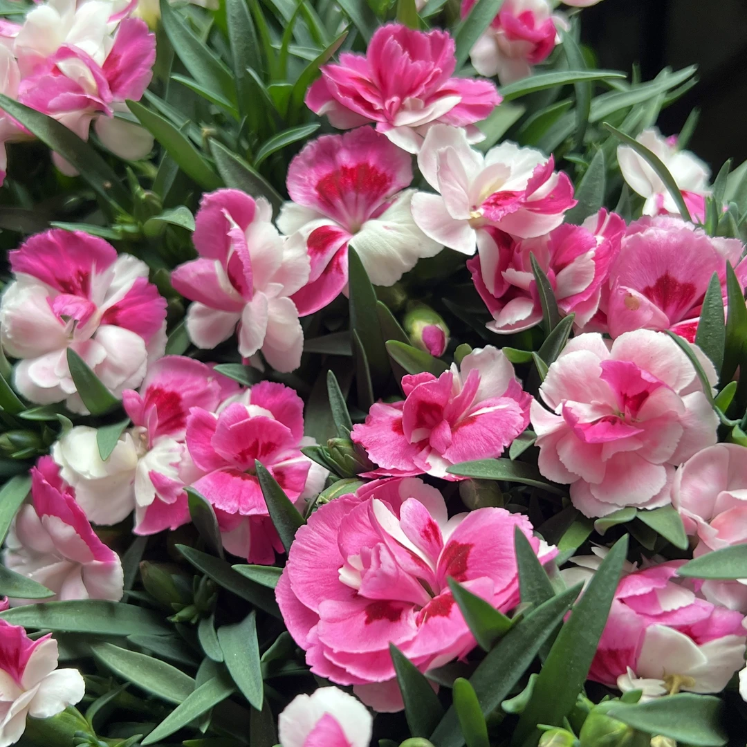 粉红骄傲 康乃馨盆栽花卉阳台新手易养护带花苞发货