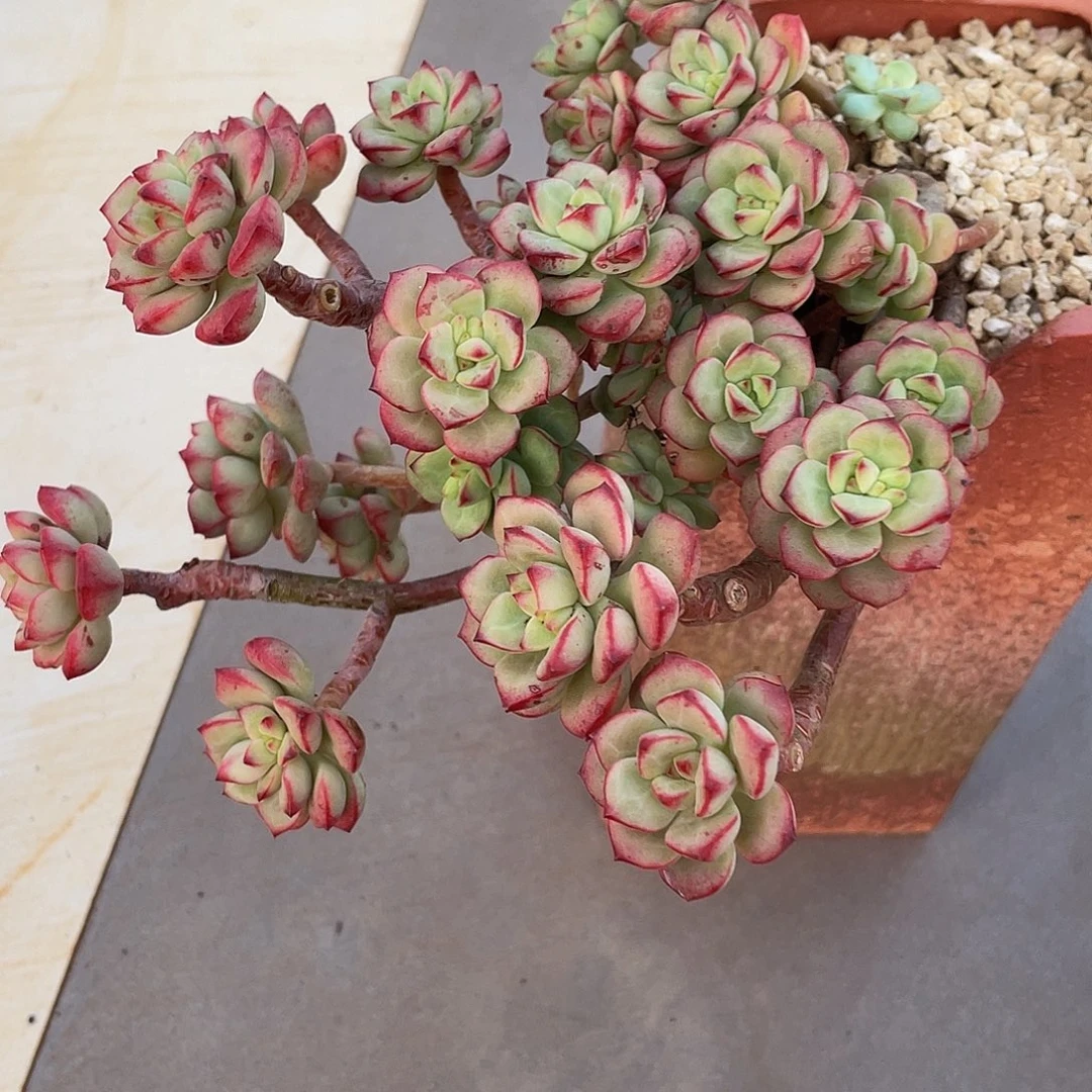 探戈多肉多肉多肉