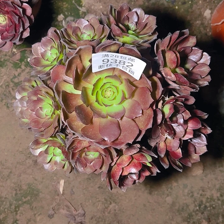 9382黑美人多肉植物