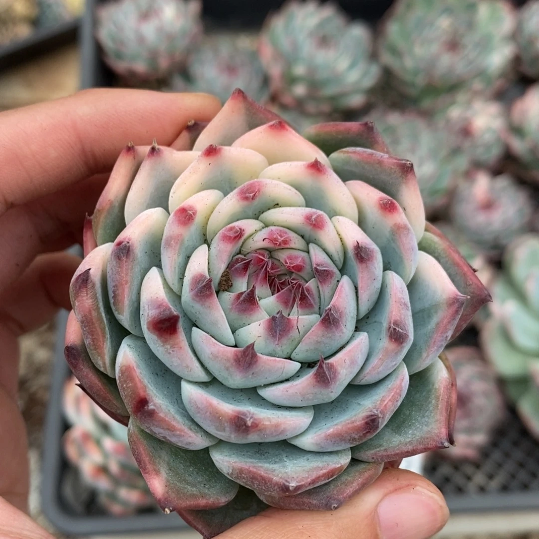 吉娃娃锦多肉植物A3586