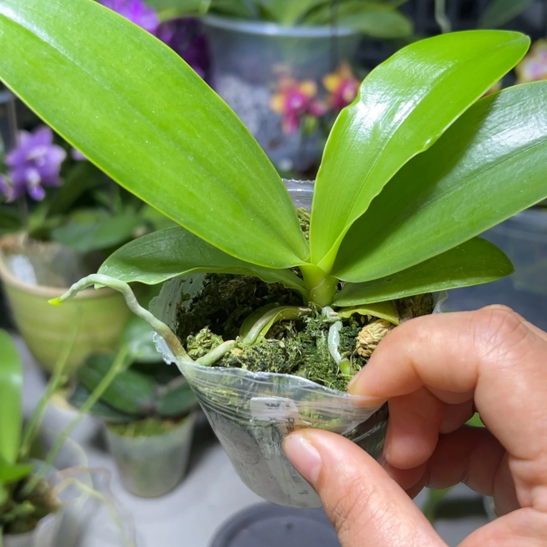 雨***滴当前无花栽培后可以开花