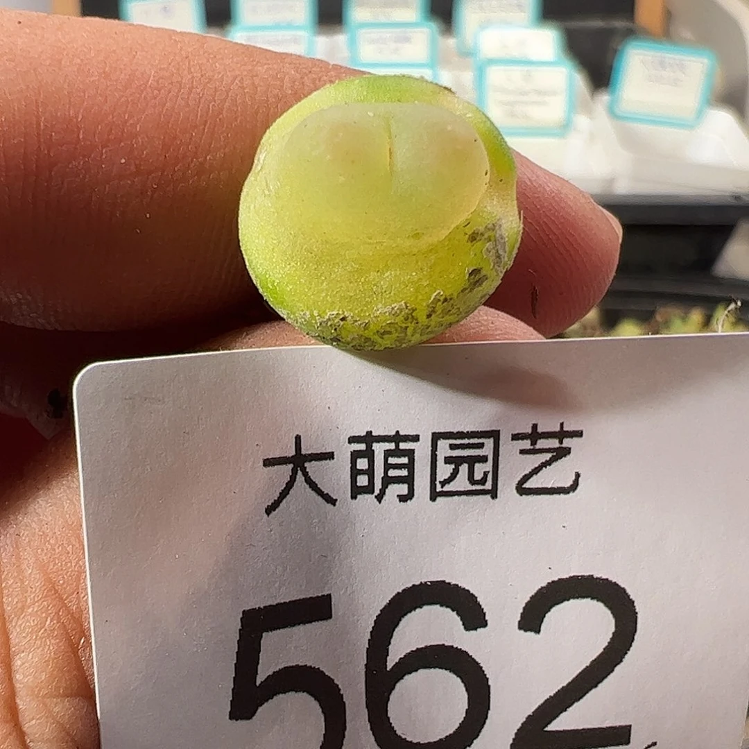 0000562 一物一拍……