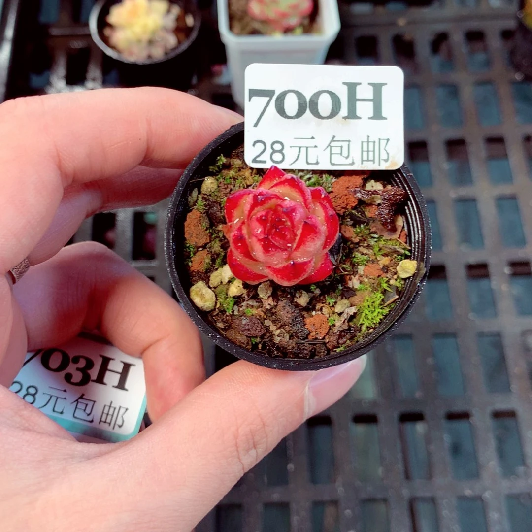 5厘米盆精控多肉700