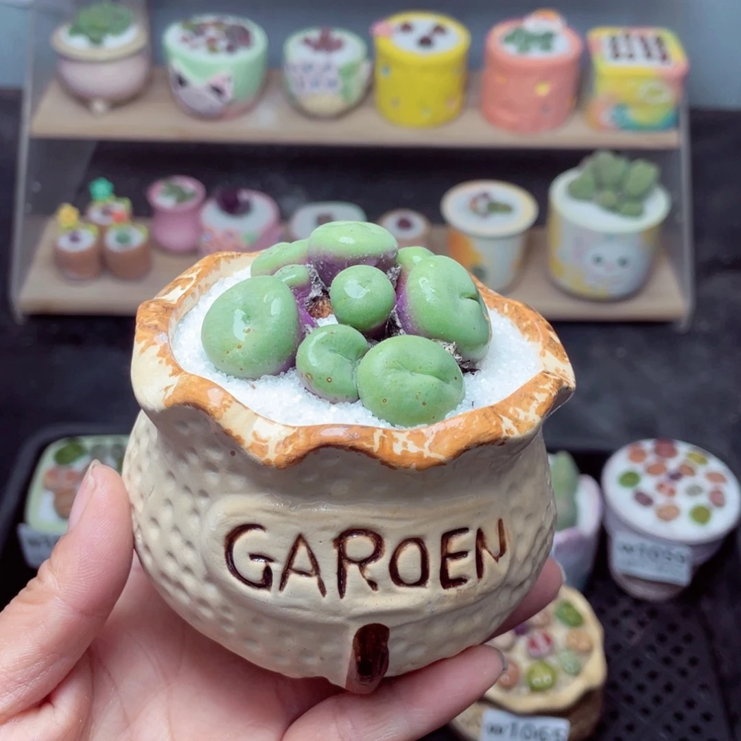 w1066 带盆土发货 -零下地区拍保温箱