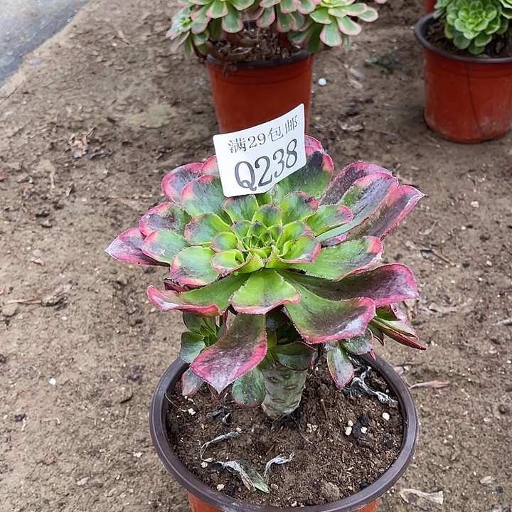 238魅影多肉植物