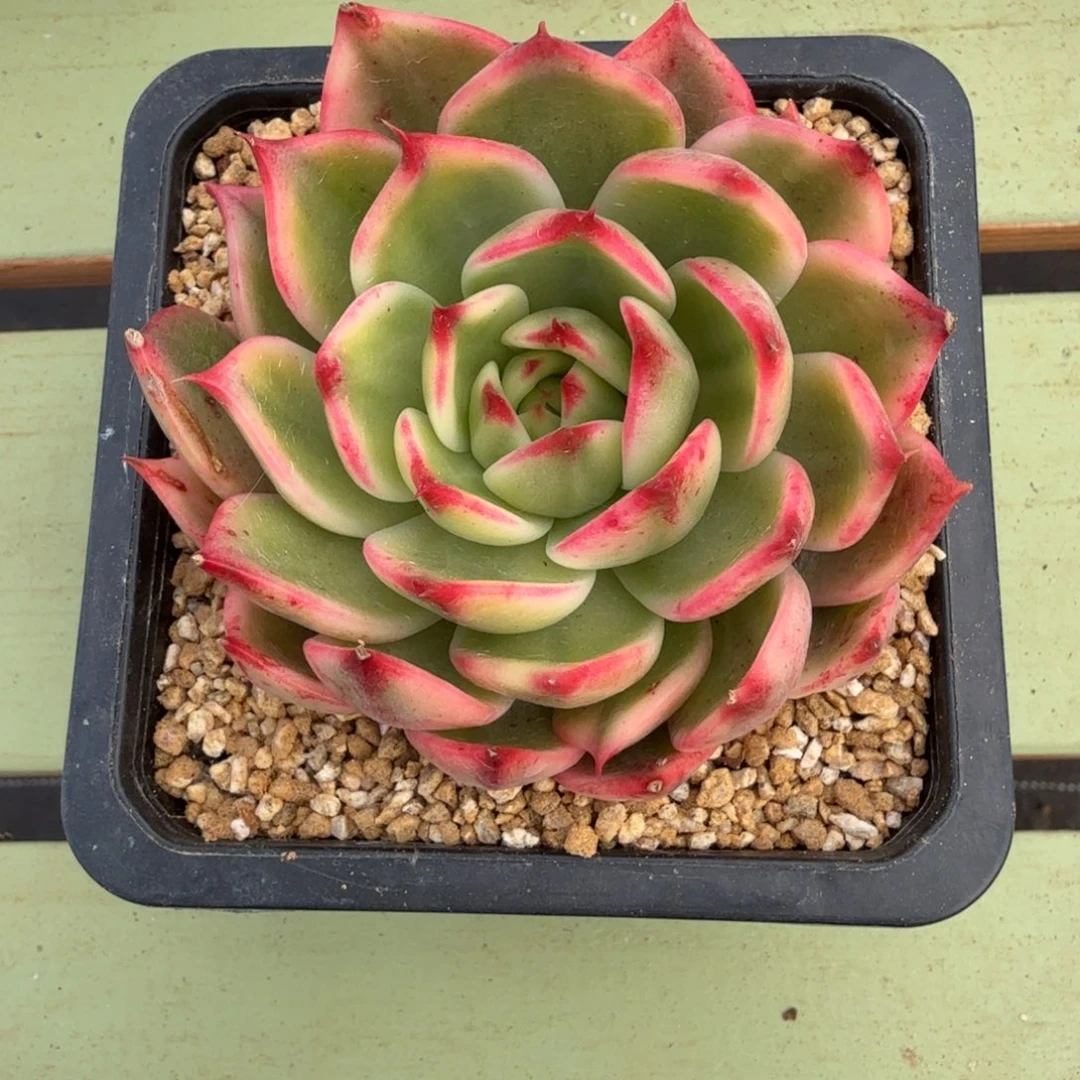 桃花锦锦上园艺一物一拍