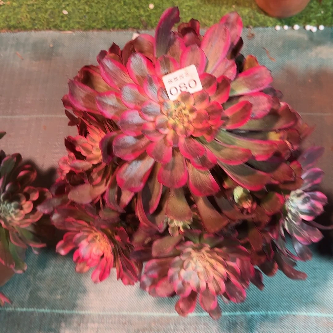 多肉植物烟花080