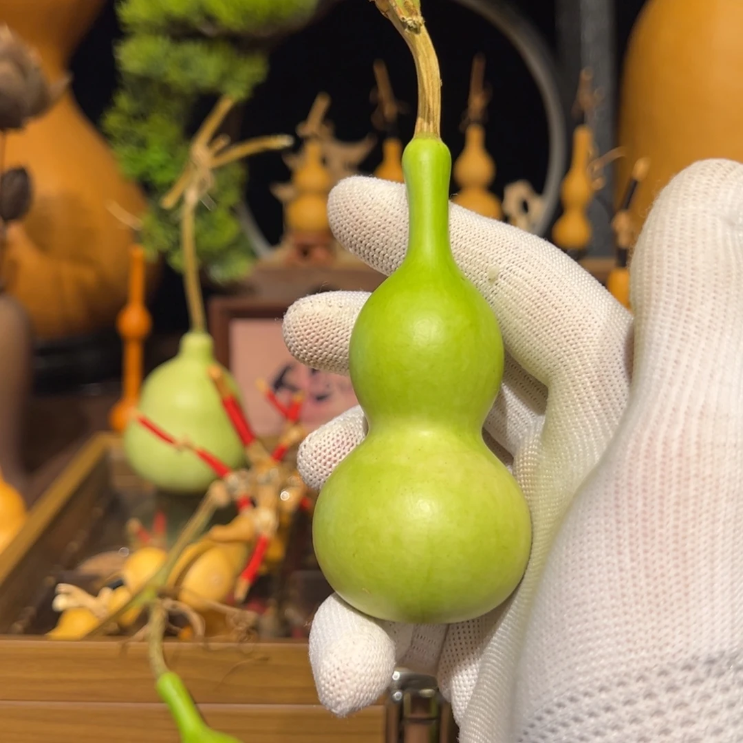 用***2青皮天津嘴葫芦1个保成
