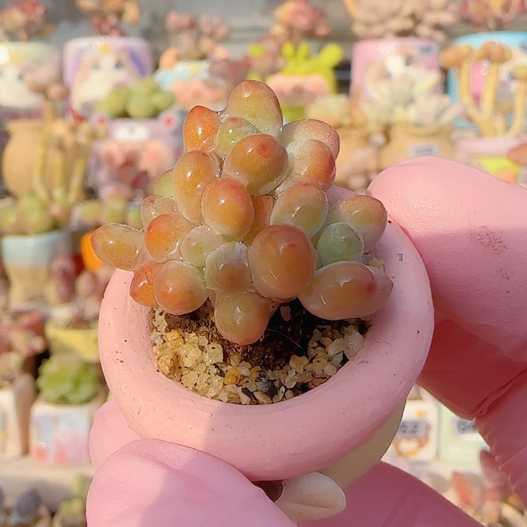 小樱花奶 盆口2.5cm