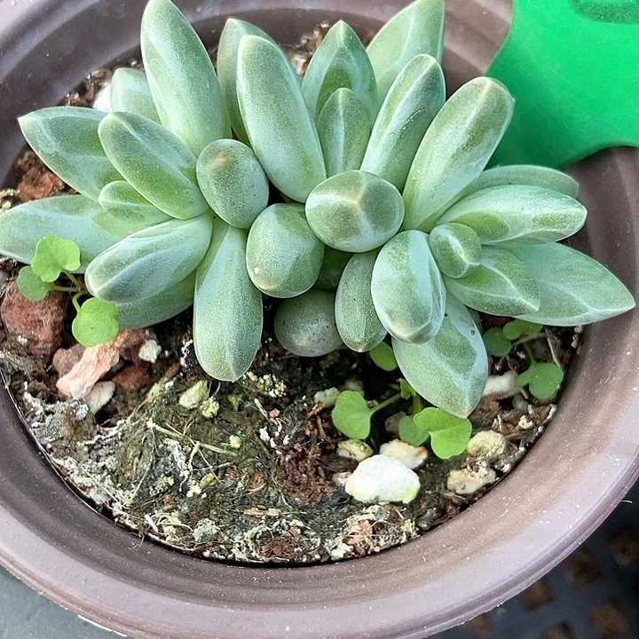 多肉植物乌拉克拉654