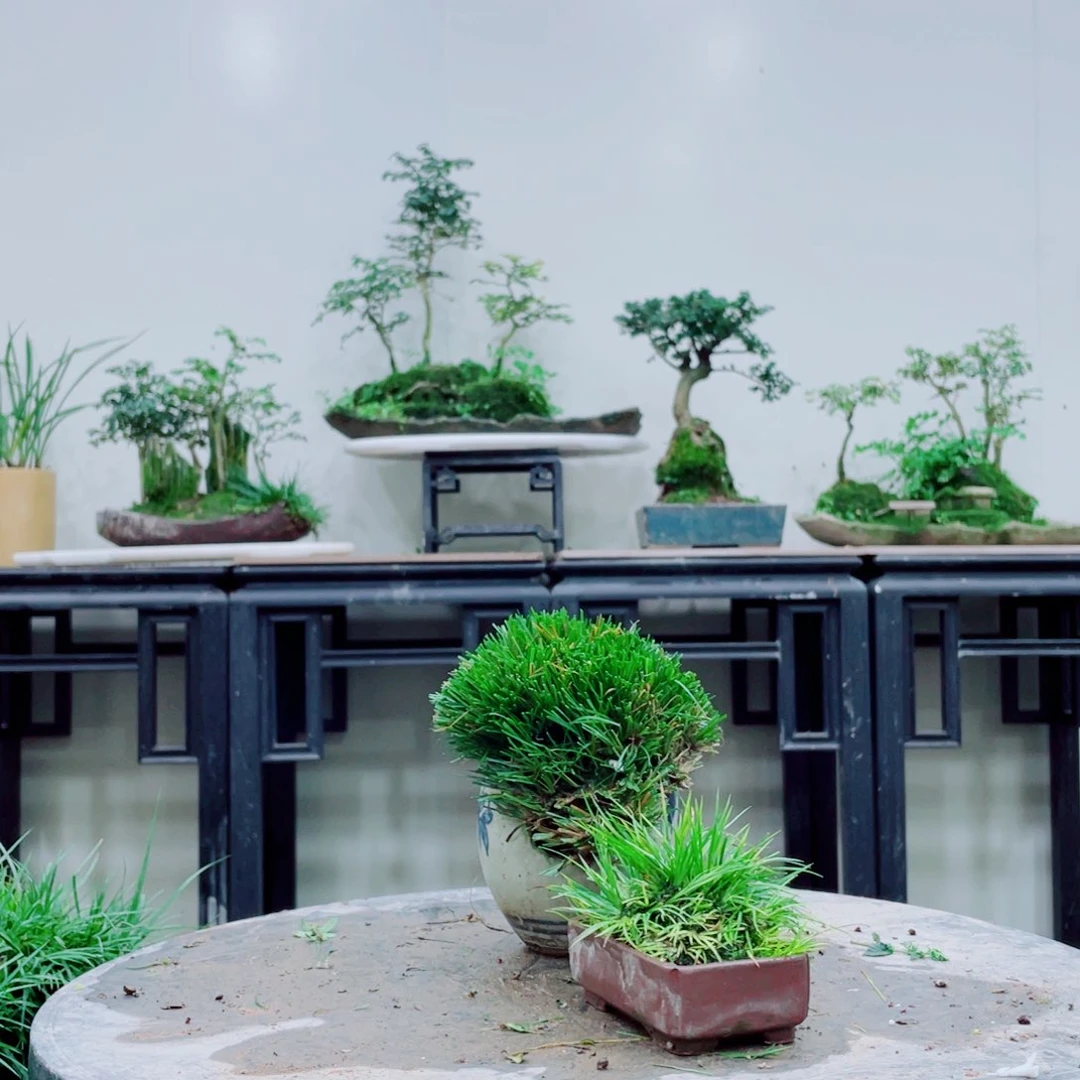 深**静铁线蕨铁线蕨是一种植物的根