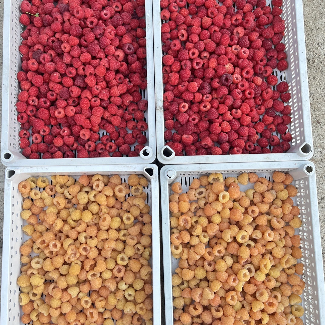 大兴安岭新鲜树莓鲜果，有运费顺丰空运没运费陆运单独拍二十蜂蜜