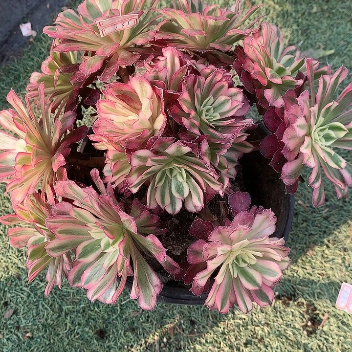 935铜壶白多肉植物